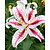 Lily Dizzy - New - 50 Bulbs