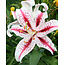 Lily Dizzy - New - 50 Bulbs - Oriental Lely's Buy Online ? Garden Select