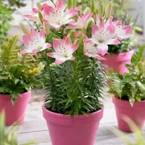 Lily Sugar Love - 50 Blumenzwiebeln