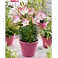 Lily Sugar Love - 50 Bulbs - Pink Potted Lily Online - Sharp Prices
