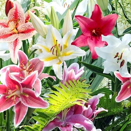 Lelie Oriental Mix - 50 Bollen - Grootverpakking Lelies Online Kopen? Garden Select