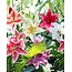 Lilie Oriental Mix - 50 Zwiebeln - Große Menge Lilien Online Kaufen? Garden Select