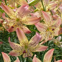 Lily Corsage - New - 50 Bulbs