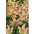 Lilien Korsage - Neu - 50 Blumenzwiebeln
