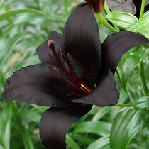 Lily Nightrider - Neu - 50 Blumenzwiebeln