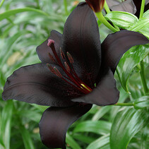 Lily Nightrider - Neu - 50 Blumenzwiebeln