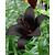 Lily Nightrider - Neu - 50 Blumenzwiebeln
