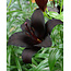 Lily Nightrider - New - 50 Bulbs - Colourful Bulbs In Bulk Pack Buy?