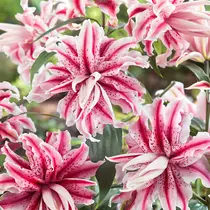 Lily Magic Star - New - 50 Bulbs