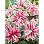 Lily Magic Star - New - 50 Bulbs - Buy beautiful lilies for your garden? Garden Select