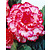 Begonia Marmorata - 25 Bollen
