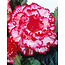Begonia Marmorata - 25 Bulbs - Large Quantity Online Buy? Garden-Select.com