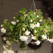 Begonia Pendula Weiß - 25 Blumenzwiebeln