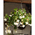 Begonia Pendula Wit - 25 Bollen