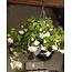Begonia Pendula White - 25 Zwiebeln - Hängende Begonien für Topf kaufen - Garden Select