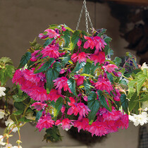 Begonia Pendula Pink - 25 Bulbs