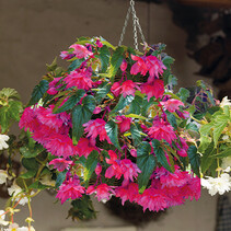 Begonia Pendula Rosa - 25 Blumenzwiebeln