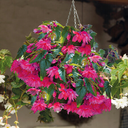 Begonia Pendula Pink - 25 Blumenzwiebeln - Hängende Begonie Wasserfall Online Kaufen?