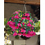 Begonia Pendula Pink - 25 Blumenzwiebeln - Hängende Begonie Wasserfall Online Kaufen?
