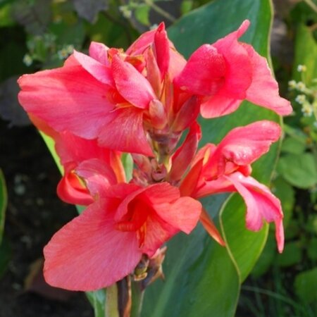Canna - City Of Portland - 25 Bulbs - Canna Care - Indoor And Outdoor Plant
