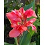 Canna - City Of Portland - 25 Bollen - Canna Verzorgen - Binnen En Buiten Plant