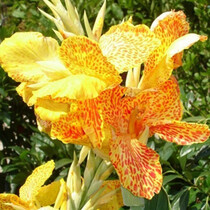 Canna Picasso - 25 Bulbs