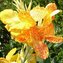 Canna Picasso - 25 Bulbs