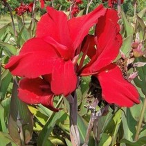 Canna Red Dazzler - 25 Bollen