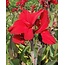 Canna Red Dazzler - 25 Bulbs - Indoor and outdoor pot plant - Garden Select