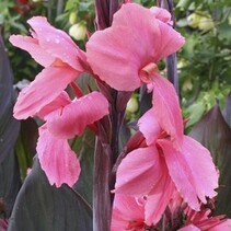 Canna Pink Futurity - Neu - 25 Blumenzwiebeln