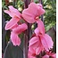 Canna Pink Futurity - Nieuw - 25 Bollen - Tropische Planten Kopen? Garden Select