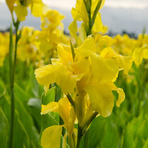 Canna Richard Wallace - 25 Bulbs