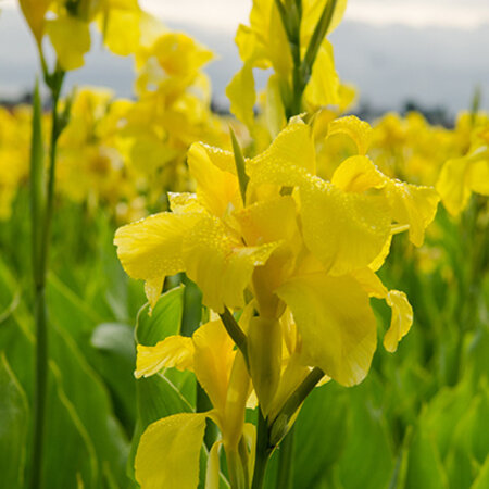 Canna Richard Wallace - 25 Bollen - Hoe Canna Verzorgen En Vermeerderen?