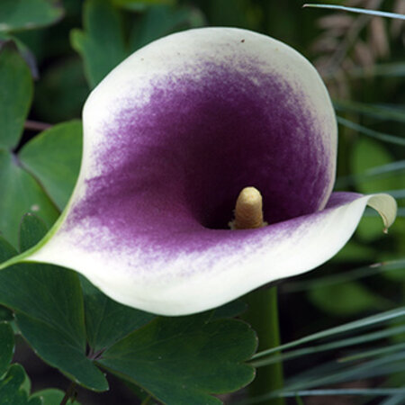 Zantedeschia / Calla Picasso - 25 Zwiebeln - Blumenzwiebeln kaufen?