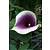 Zantedeschia Picasso - 25 Bollen