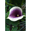 Zantedeschia / Calla Picasso - 25 Bollen - Aronskelk - Bloembollen Kopen?