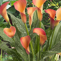 Zantedeschia - Morgensonne - 25 Blumenzwiebeln