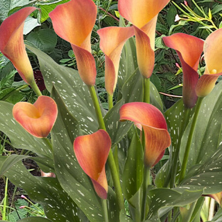 Zantedeschia - Morning Sun - 25 Zwiebeln - Blumenzwiebeln online kaufen?
