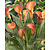 Zantedeschia - Morning Sun - 25 Bollen
