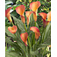 Zantedeschia - Morning Sun - 25 Bollen - Bloembollen Online Kopen?