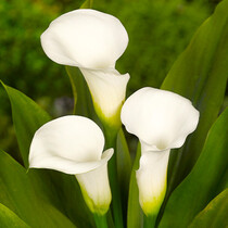 Zantedeschia Crystal Clear - 25 Bulbs