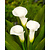 Zantedeschia Crystal Clear - 25 Blumenzwiebeln