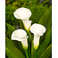 Zantedeschia Crystal Clear - 25 Zwiebeln - Weißer Aronstab für drinnen und draußen kaufen?
