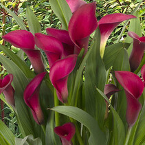 Zantedeschia Callafornia Rot - 25 Blumenzwiebeln