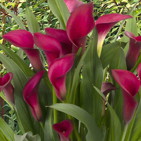 Zantedeschia Callafornia Red - 25 Bulbs - Buy Indoor And Outdoor Plants?