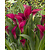 Zantedeschia Callafornia Rot - 25 Blumenzwiebeln