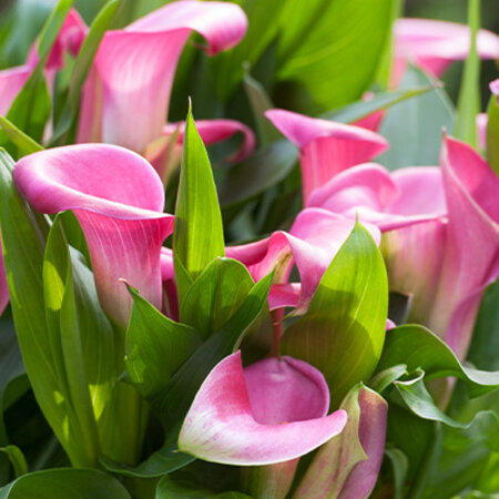 Zantedeschia Garnet Glow - 25 Bollen - Roze Aronskelk Kopen? - Garden Select