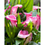 Zantedeschia Garnet Glow - 25 Bollen