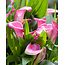 Zantedeschia Garnet Glow - 25 Blumenzwiebeln - Rosa Aronstab kaufen? - Garden Select