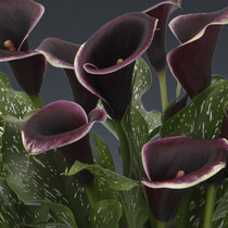 Zantedeschia - Dubai Nights - 25 Blumenzwiebeln